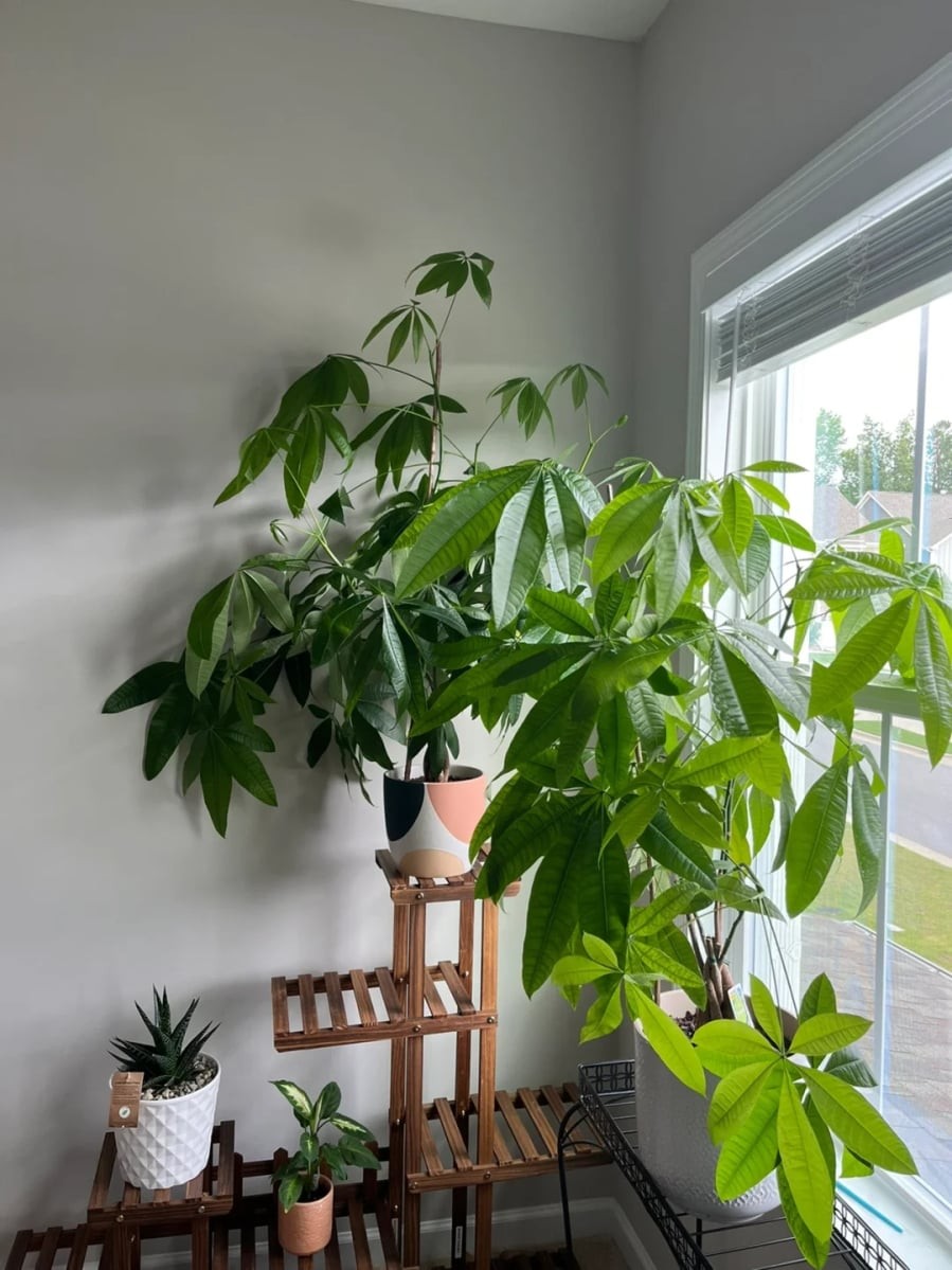 5 loại cây nhả oxy hút khí độc: Trồng 1 cây vừa đẹp vừa may