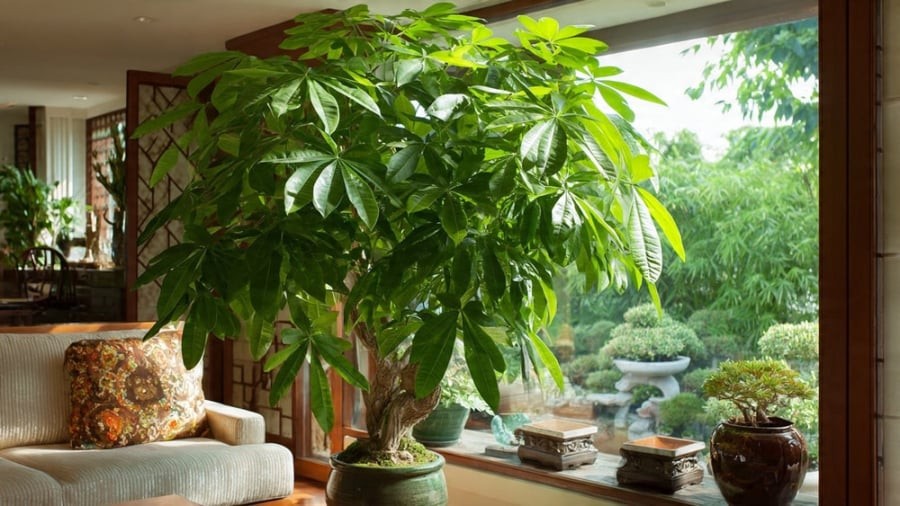 5 loại cây nhả oxy hút khí độc: Trồng 1 cây vừa đẹp vừa may