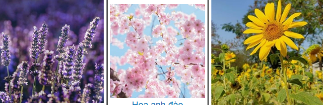 Hãy chọn 1 loại hoa bạn thích nhé!