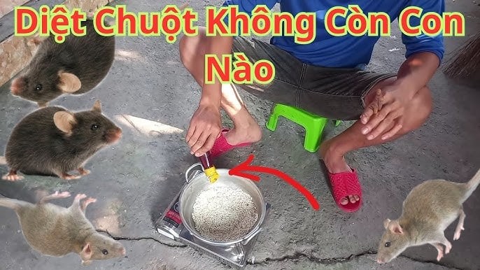 4 thứ để trong nhà chuột sợ chạy xa, không cần dùng bả