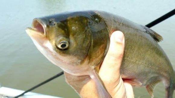 Không chỉ giàu DHA, cá mè còn có giá trị dinh dưỡng đáng kể. 