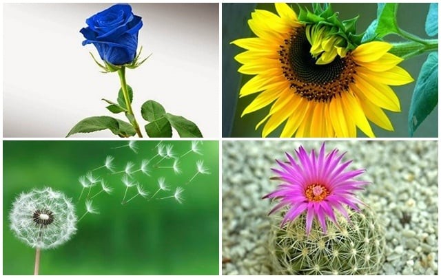 Hãy chọn 1 bông hoa bạn thấy thích nhất nhé!