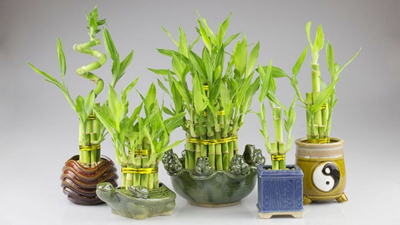 Cây phát tài mang năng lượng mạnh mẽ liên quan đến sự thăng tiến, may mắn và cơ hội mới.