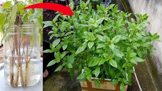 Cách trồng rau húng quế đuổi muỗi, thanh lọc không khí, sẵn gia vị cho món ăn