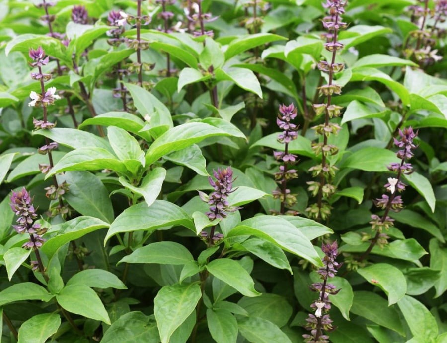 Sau khoảng 5–10 ngày, hạt nảy mầm. Khi cây cao 5–7 cm thì tỉa bớt, giữ cây khỏe.