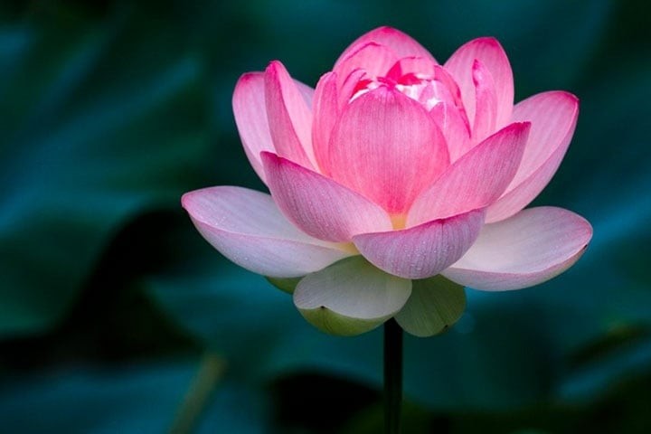 Không chỉ là biểu tượng văn hóa lâu đời của Việt Nam, hoa sen còn đại diện cho sự thanh khiết, nghị lực vươn lên và giá trị đạo đức cao đẹp.