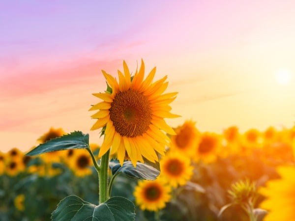 Với sắc vàng rực rỡ và đặc tính luôn hướng về mặt trời, hoa hướng dương được xem là loài hoa mang nguồn năng lượng mạnh mẽ của ánh sáng và sự sống.