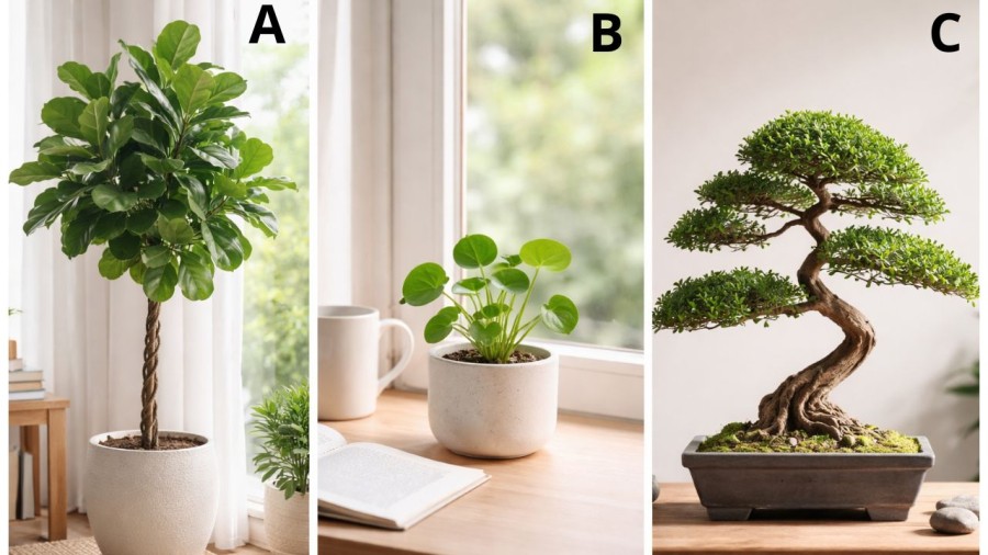 Bạn bị thu hút bởi cây cảnh nào?