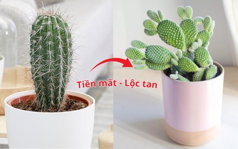 Cây xương rồng có gai nhọn không nên trồng trong nhà kẻo tiền bạc và tài lộc đều 'đội nón ra đi'.