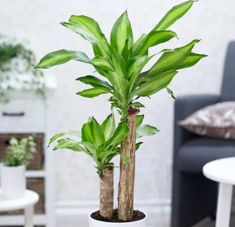 Phát tài gần như là lựa chọn quen thuộc của nhiều gia đình. Ảnh minh họa