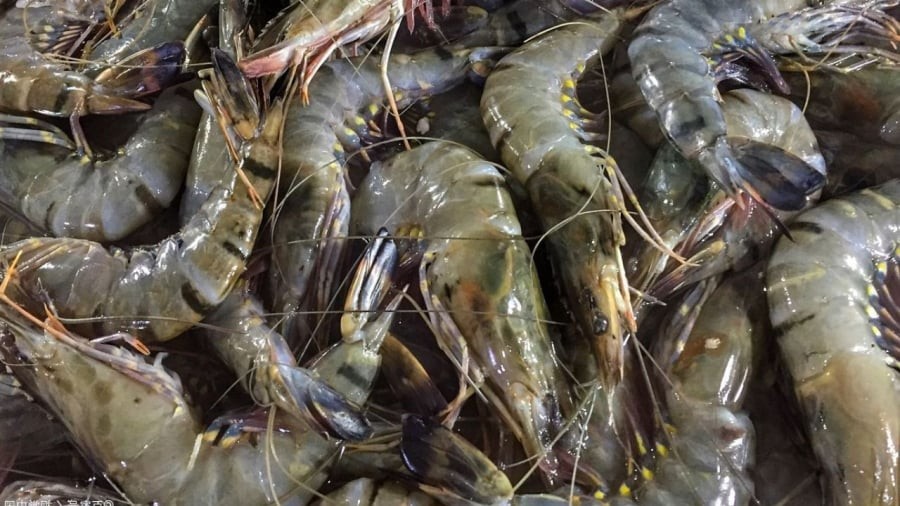 Tôm mua về cần rửa sạch, để ráo nước trước khi bảo quản.