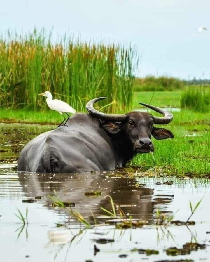 Tối giản giúp tuổi Sửu bớt đi gánh nặng, lại rước lộc về