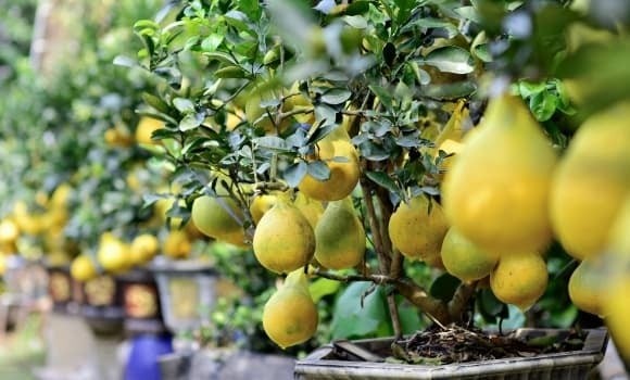 Người mệnh Kim hoặc Thổ vẫn có thể trồng bưởi nếu biết cách dung hòa.