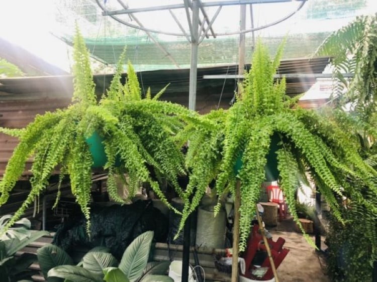 Cây cảnh cũng được cho là mang lại may mắn, tài lộc, giúp gia chủ phát triển sự nghiệp và tăng cường năng lượng tích cực, giảm căng thẳng.