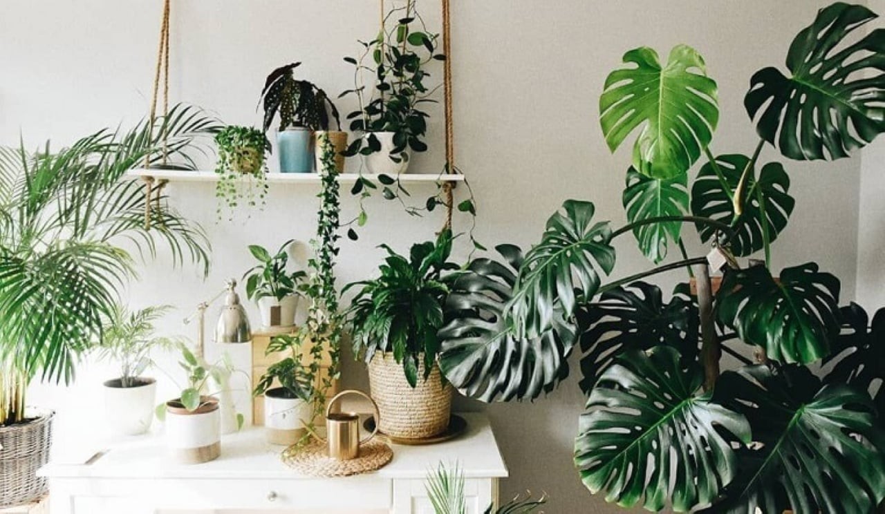 Sở hữu một chậu trầu bà như này trong nhà không chỉ giúp gia tăng vượng khí mà còn mang đến cảm giác thư thái, bình an.