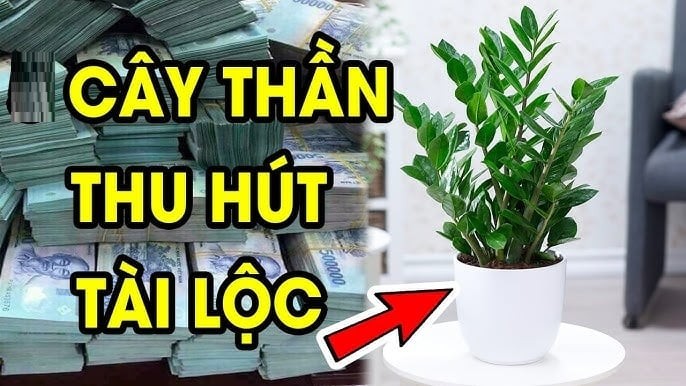Cây kim tiền từ lâu đã được xem là “cây quốc dân” trong giới buôn bán. Loại cây này có dáng lá dày, xanh đậm, mọc vươn lên từng tầng, tượng trưng cho tiền của tích lũy và sự phát triển đều đặn. Dân buôn rất thích trồng kim tiền vì quan niệm rằng càng xanh tốt thì dòng tiền càng lưu thông thuận lợi.

