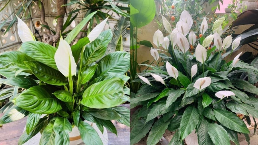 Bạn có thể sử dụng nước ngâm vỏ chuối để tưới cho cây lan ý.