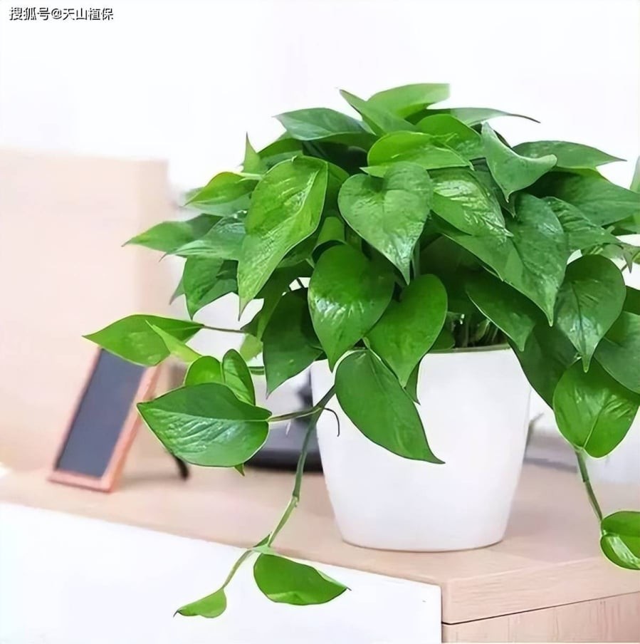 Trầu bà là một trong những loại cây nội thất được ưa chuộng nhờ khả năng thanh lọc không khí hiệu quả. Ảnh minh họa