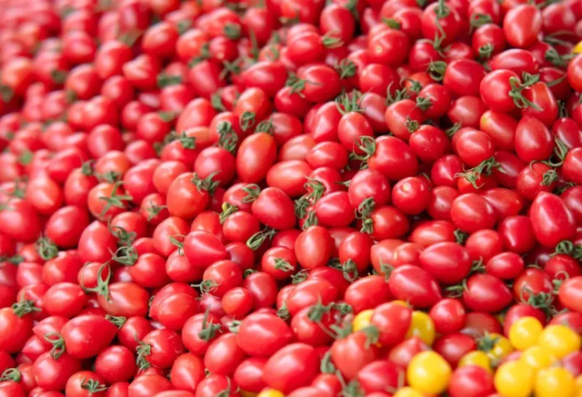 Trong 100 gram cà chua bi chỉ có khoảng 25 kilocalo, thấp hơn nhiều so với các loại trái cây quen thuộc như táo, nho hay chuối