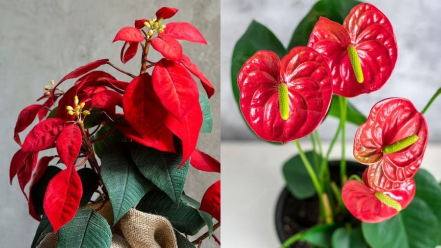 Các loại cây màu đỏ nên đặt ở hướng Nam để thu hút tài lộc.