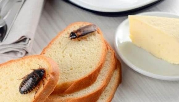 Thay vì dùng thuốc diệt gián vừa bẩn vừa không triệt để, bạn nên ưu tiên phương pháp vật lý bằng cách đặt bẫy gián. 