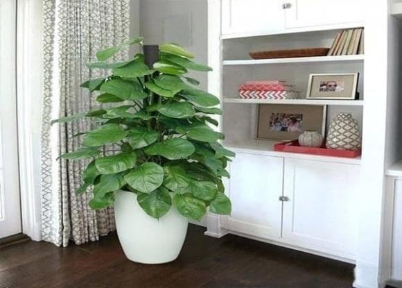 Lưỡi hổ là loại cây quen thuộc trong nhiều gia đình Việt, song với dân buôn, cây còn mang ý nghĩa giữ tiền và hạn chế vận xui.