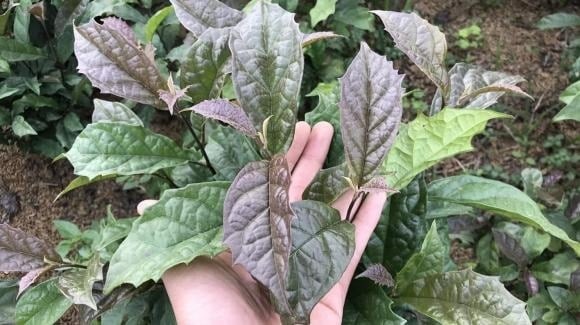 Theo Tiến sĩ, bác sĩ Phạm Việt Hoàng – nguyên giảng viên Học viện Y Dược cổ truyền Việt Nam, cả y học cổ truyền lẫn các nghiên cứu hiện đại đều ghi nhận nhiều lợi ích tiềm năng của xạ đen đối với sức khỏe.