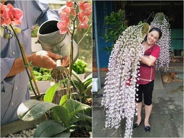 Nước vo gạo là loại nước quen thuộc với nhiều gia đình, nhưng không phải ai cũng biết hoa lan rất hợp với loại nước này nếu dùng đúng cách.