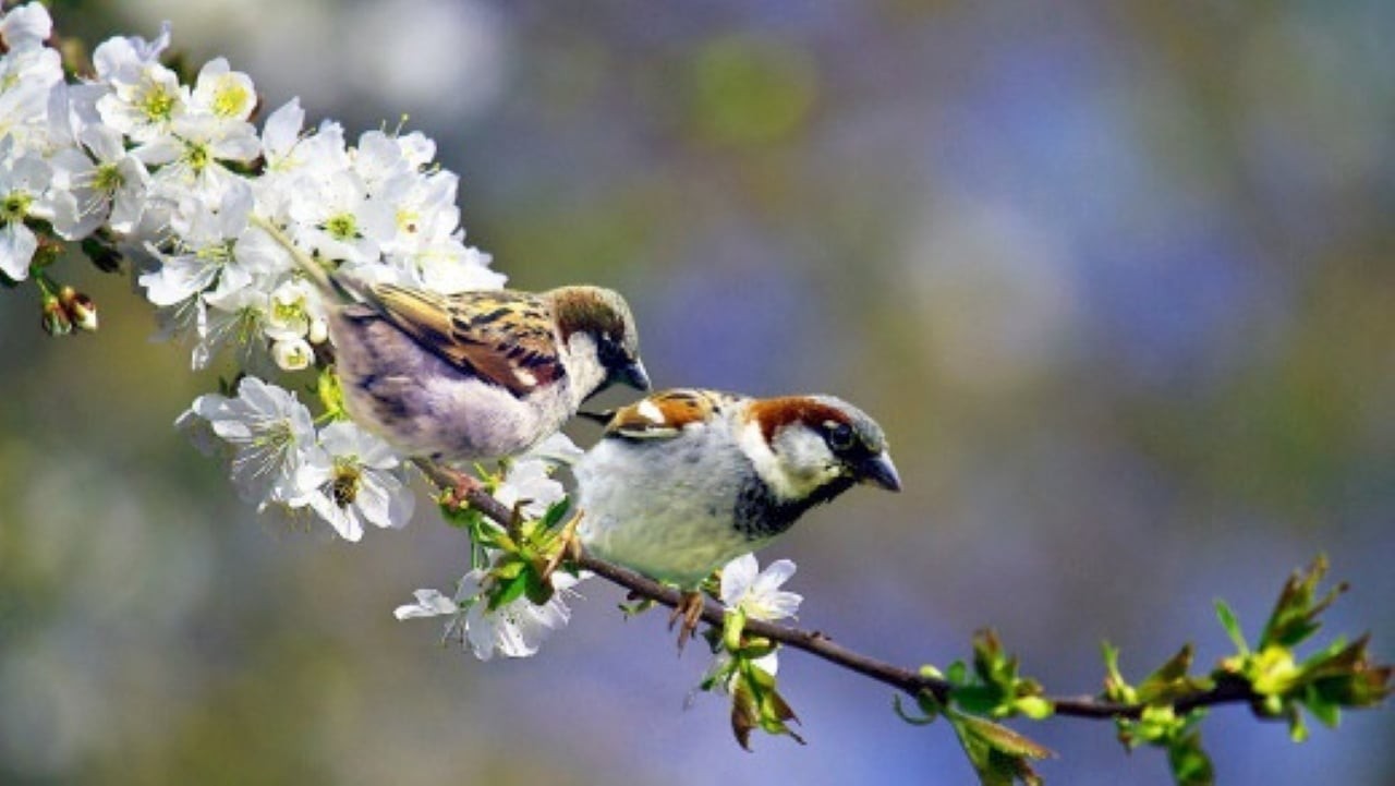 Ngày Lập Xuân là 04/02/2026 (tức 17 tháng Chạp năm Ất Tỵ). (Ảnh minh họa)