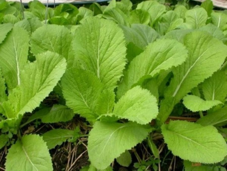 Rau cải bẹ cũng chứa các thành phần chống oxy hóa giúp loại bỏ các tế bào gây ảnh hưởng đến cơ thể như tế bào mỡ, tế bào gây bệnh.