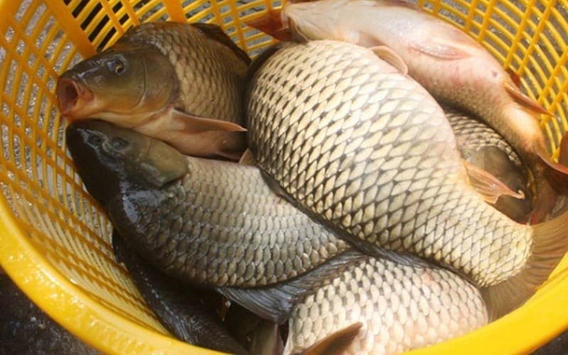 Khi mua cá chép nên ưu tiên cá tự nhiên