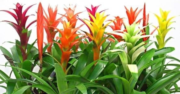 Phong lộc hoa nổi bật với sắc hoa rực rỡ, tạo cảm giác thịnh vượng và không khí lễ hội.