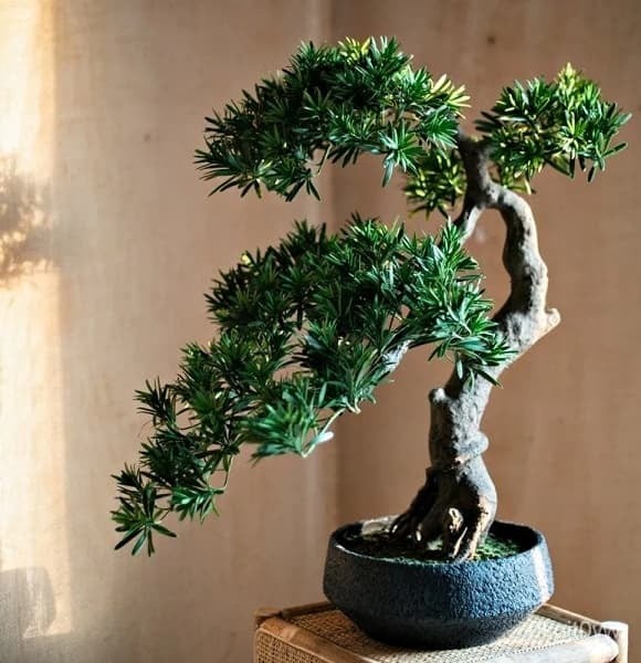 Trong giới cây cảnh, tùng la hán bonsai thuộc nhóm cây có giá trị cao, khác biệt rõ rệt so với các loại hoa cảnh thông thường.