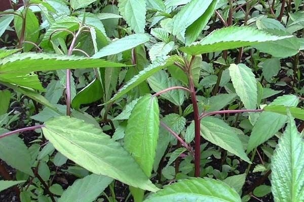 Loại rau nhiều sắt hơn thị bò: Vườn mọc xum xuê mà nhiều người nhổ bỏ