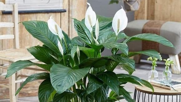 Hoa lan ý có hình dáng giống một con thuyền với cánh buồm trắng vươn lên, tượng trưng cho sự hanh thông, thuận lợi và bình an.