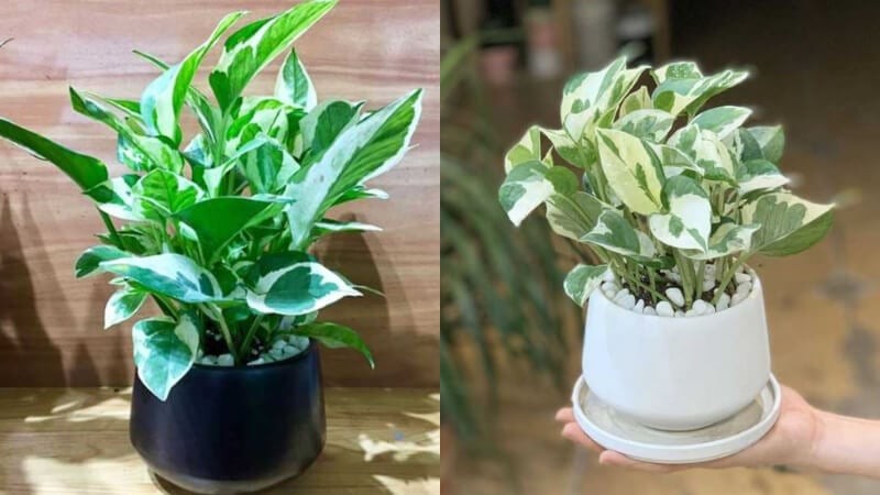 7-loai-cay-trau-ba-doc-dao-duoc-hoi-choi-kieng-san-lung-202110310023110101