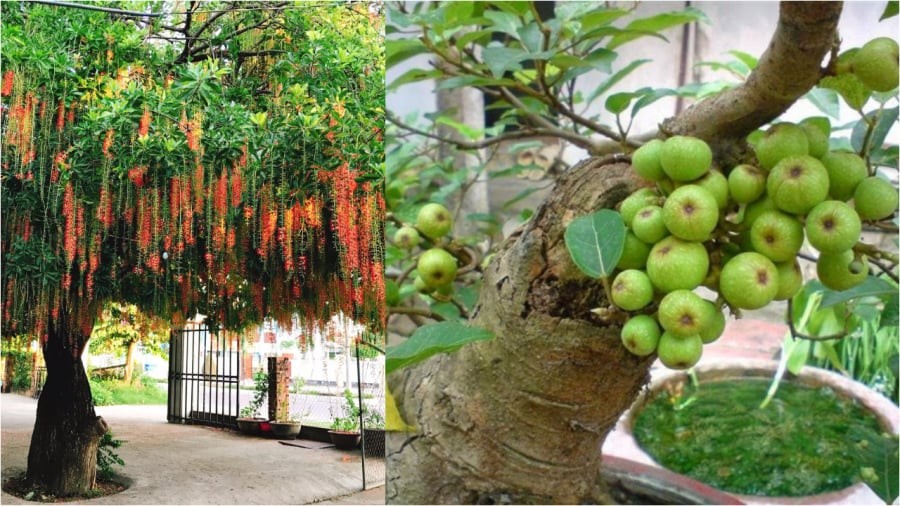 4 cây trồng trước cổng gọi Thần Tài vào, 2 cây làm Tiền rơi rớt