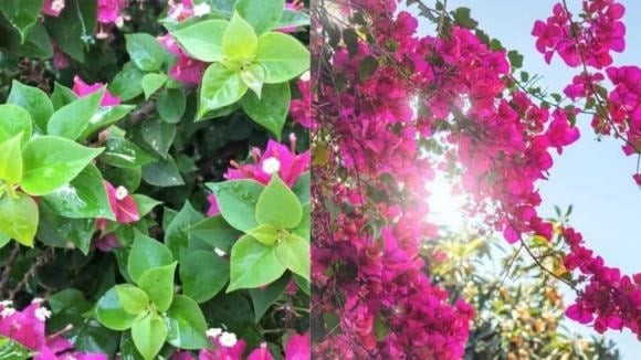 Với cây trồng cũng vậy, cây nào ít hoa, ra hoa nhưng khó đậu trái thì thường bị gọi là “đực”, còn cây ra nhiều hoa, sai quả thì gọi là “cái”. 