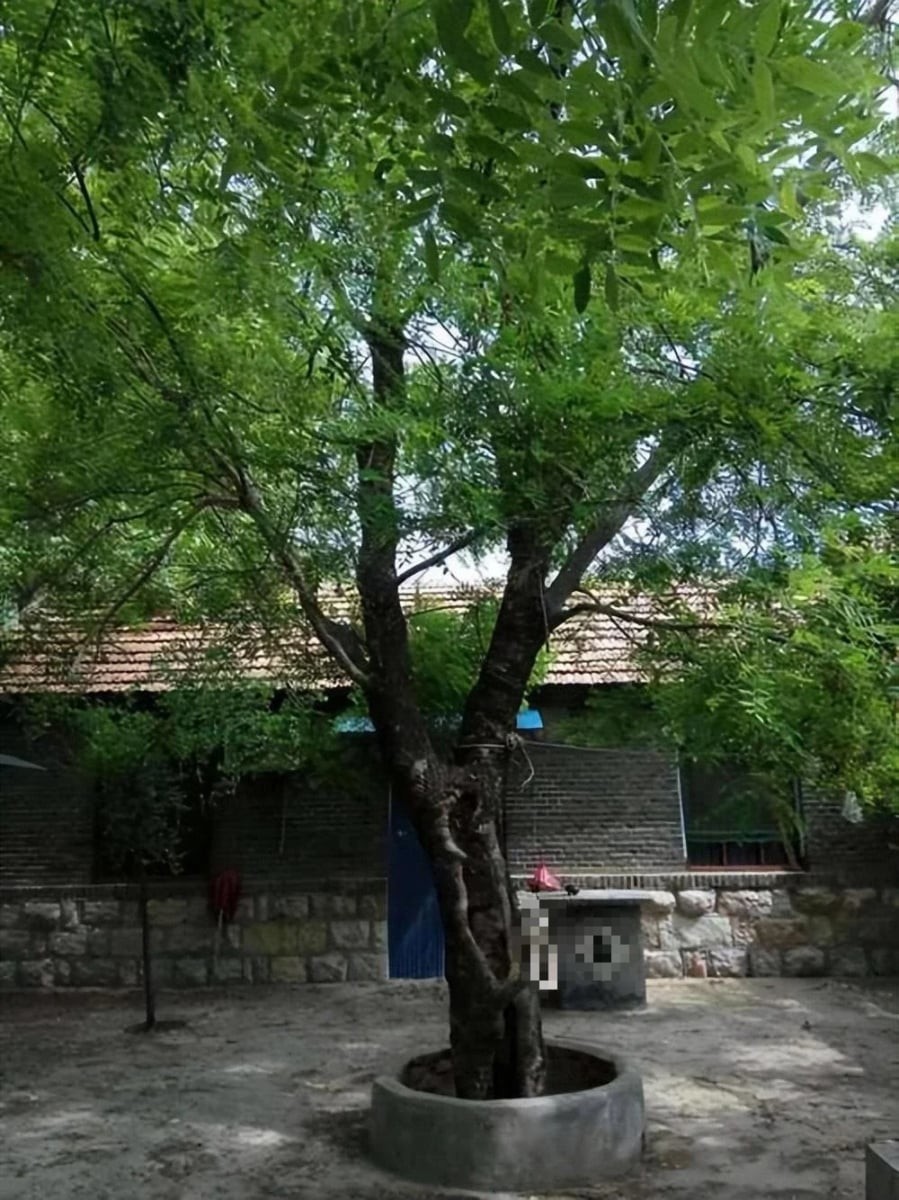 4 cây Âm mọc trước cửa nhà Tổ tiên gánh không nổi, chặt ngay còn kịp