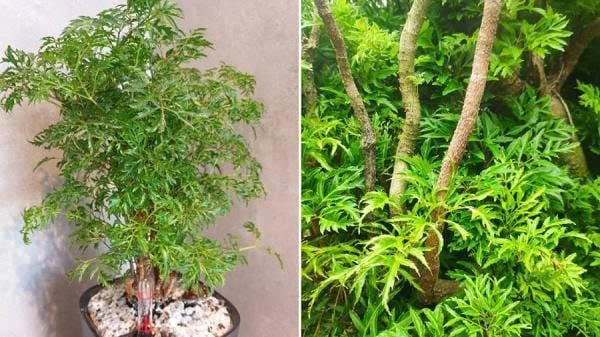 z7463357287053_8725837d6f5cad3962a3f49bddfc9258