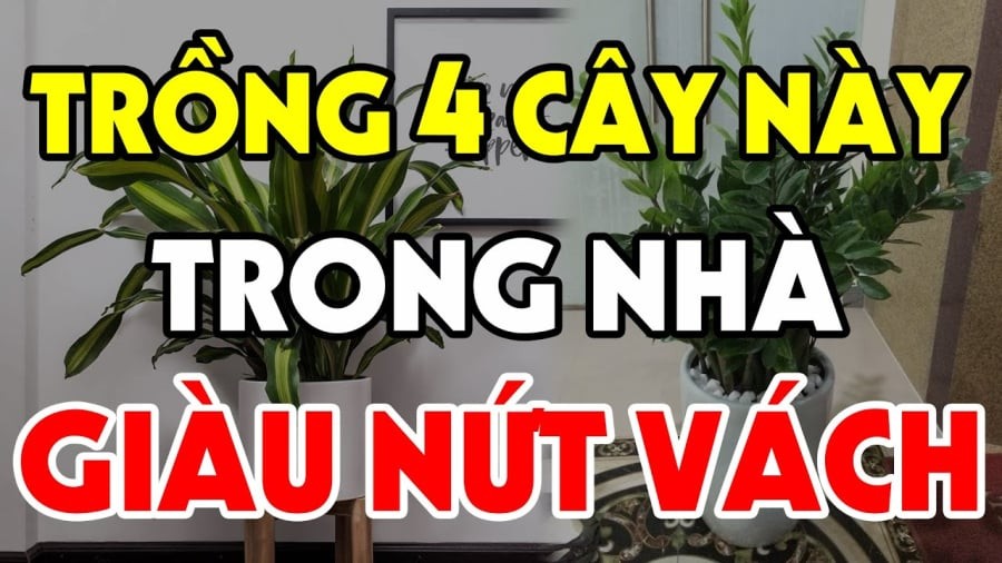 Cây trồng may mắn