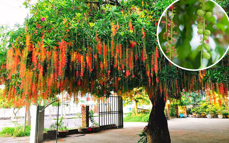 Những loại cây trồng trước nhà giàu có