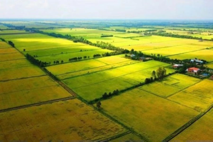 Các trường hợp được miễn thuế sử dụng đất nông nghiệp từ ngày 1/1/2026. (Ảnh minh họa)