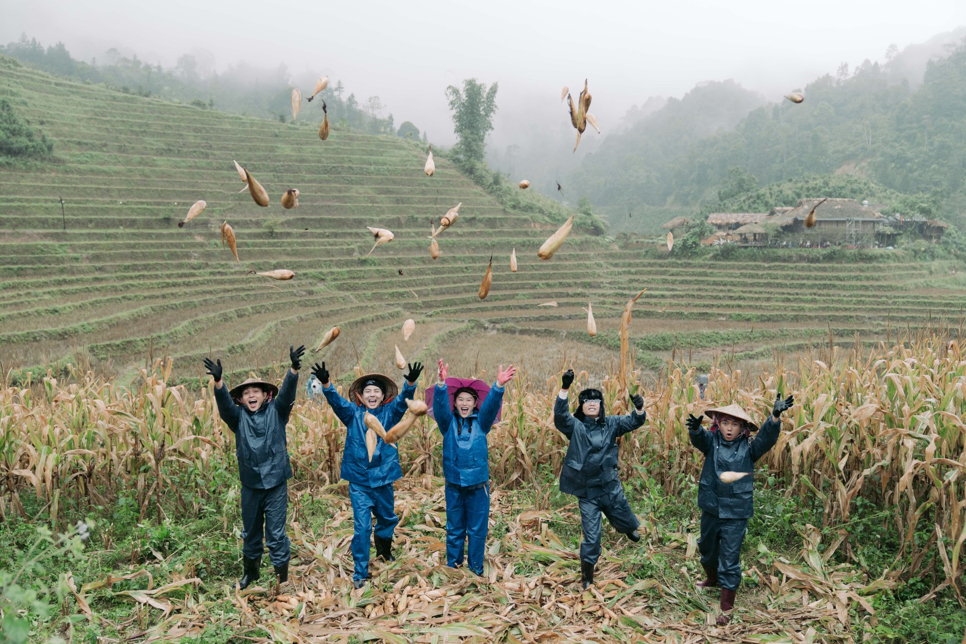 Thu hoạch ngô (1)