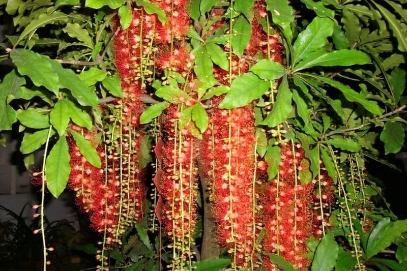 hoa_loc_vung_4_f4bb0ce541