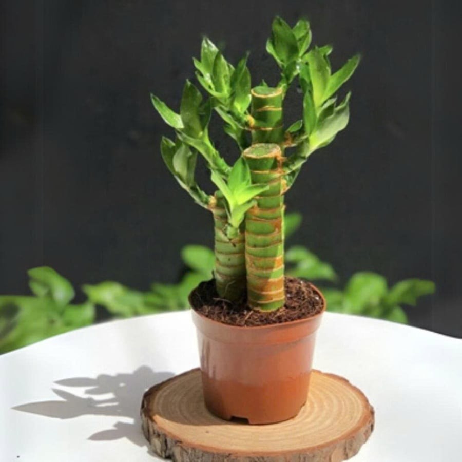 z7473519289262_1925da7c7a77aee378815f85869b24ec