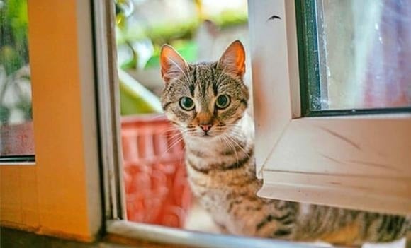 Theo quan niệm phong thủy, việc chó hoặc mèo lạ bất ngờ tìm đến nhà được xem là dấu hiệu may mắn.