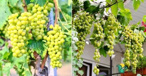 cach-trong-nho-san-thuong-nha-pho