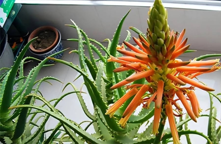 Cây lô hội nở hoa