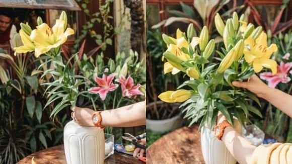 Sau khi được cắt khỏi cây, hoa vẫn có thể duy trì độ tươi trong một khoảng thời gian nhờ khả năng hút nước qua thân.